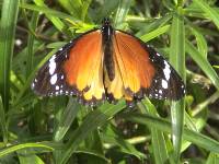 Schmetterling Monarch